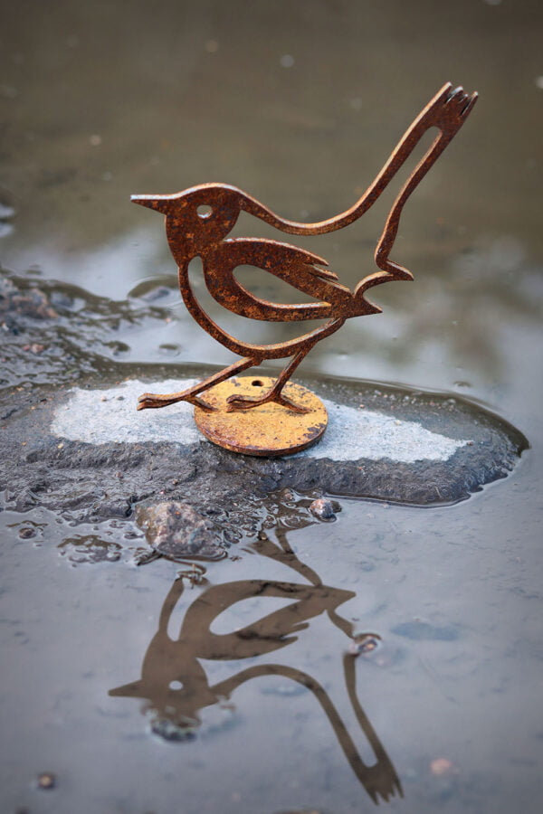 rust wren - puddle