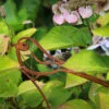 wagtail rust sculpture