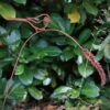 wagtail rusty sculpture